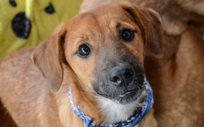 Feira de Adoção de Cães e Gatos de Pinhais será neste sábado