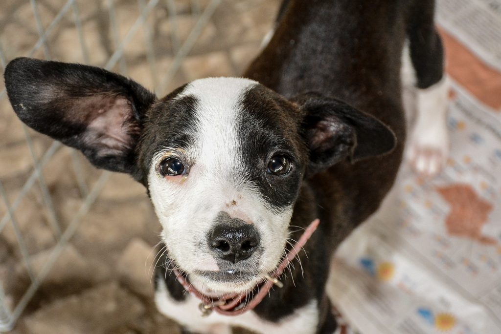 Sábado tem Feira Adoção de Cães e Gatos em Pinhais 1 Feira Adoção