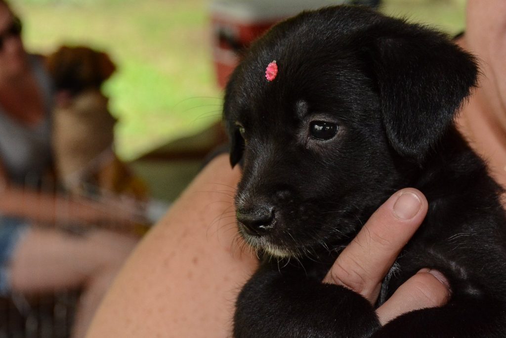 Neste sábado (19) tem Feira de Adoção de Cães e Gatos em Pinhais 1 adocao pinhais