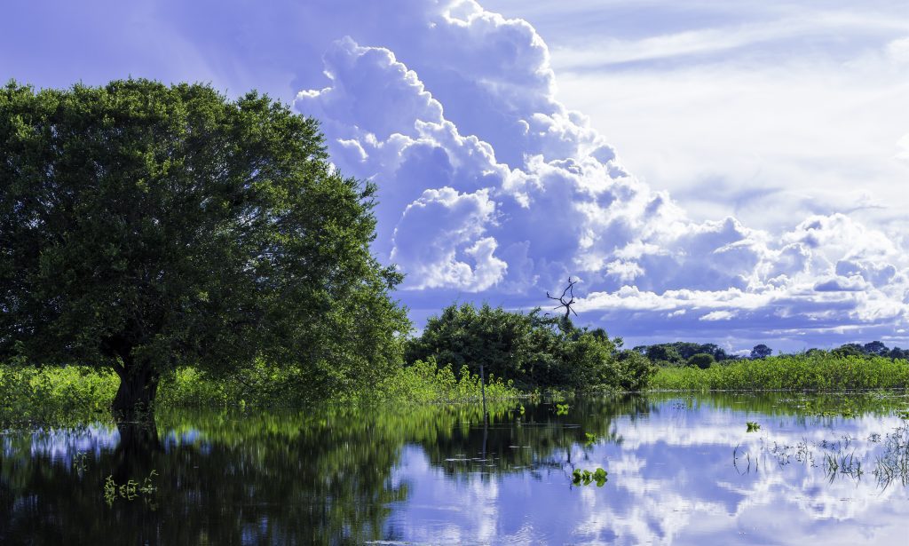 8 melhores destinos para conhecer a região Centro-Oeste do Brasil 6 Pantanal Mato Grosso Brasil