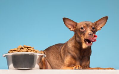 “Cãopanha Pet do Bem” arrecada doações para o Banco de Rações de Pinhais