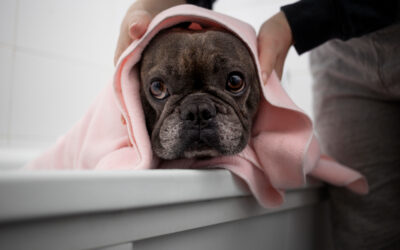 A Importância do Pet Shop para o Bem-Estar dos Seus Pets