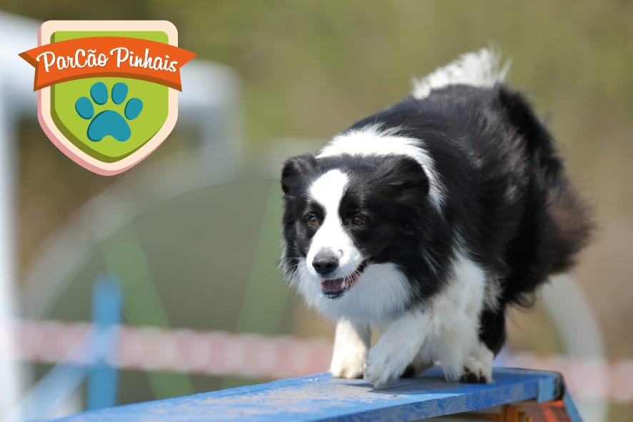 Planeje sua Visita: ParCão de Pinhais - O Parque Ideal para Seu Cão 1 parcao pinhais 1 1