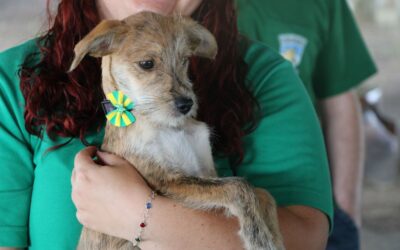 Pinhais abre chamamento público para parcerias voltadas ao bem-estar animal